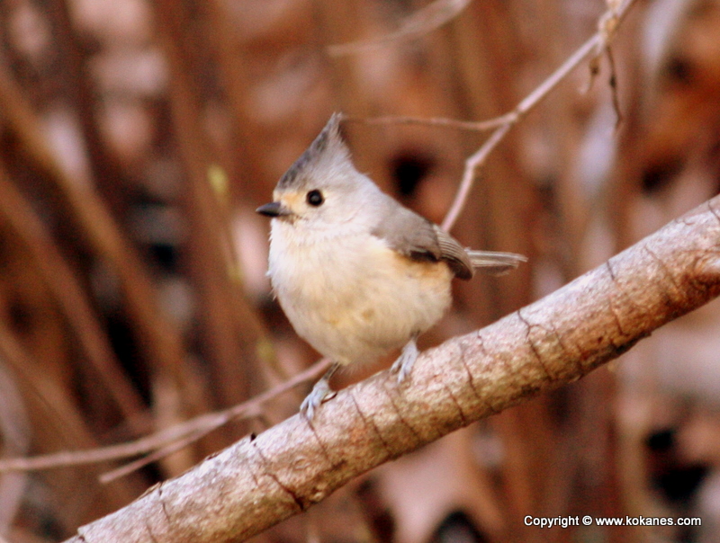 Black-crested Titmouse